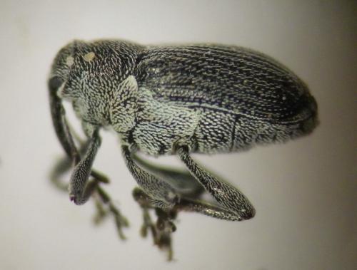 Ceutorhynchus obstrictus